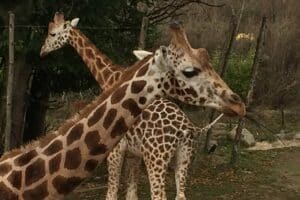 Chessington World of Adventures Resort - Giraffes