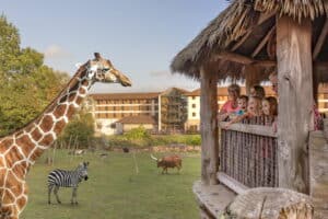 Chessington World of Adventures - Wanyama View