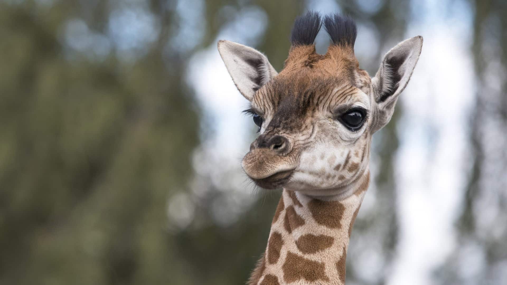 West Midlands Safari Park - Giraffe