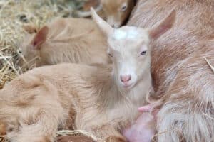 Rand Farm Park - Goats