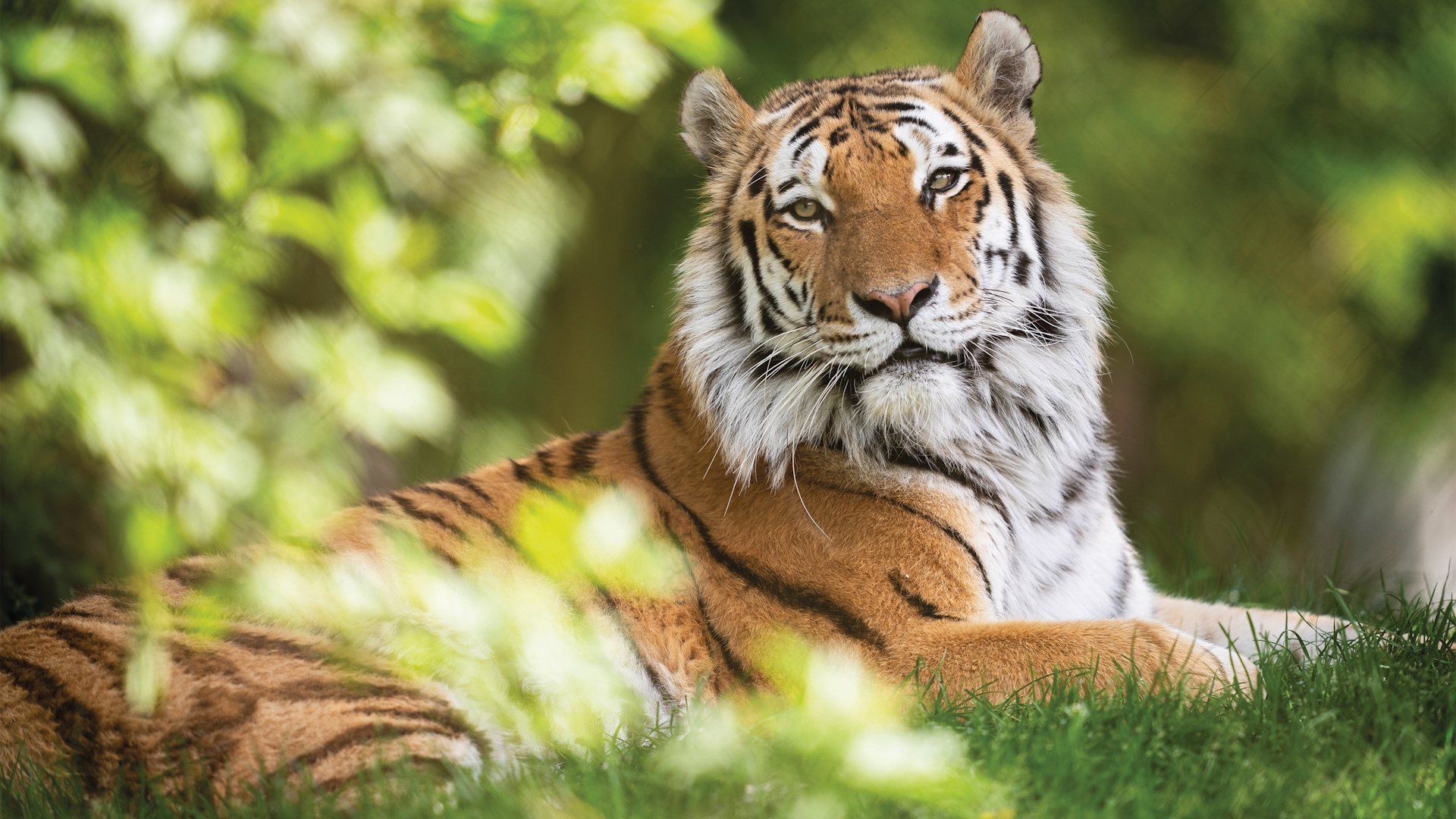 Marwell Zoo - Amur Tiger