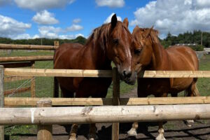 Matlock Farm Park - Horses