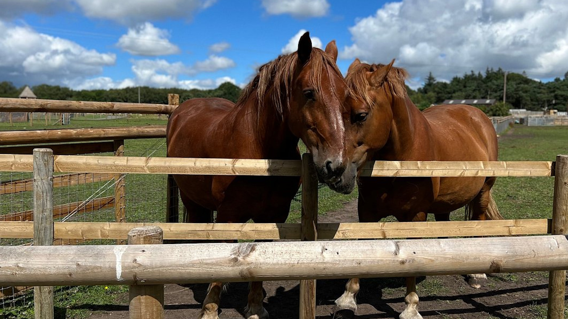 Matlock Farm Park - Horses
