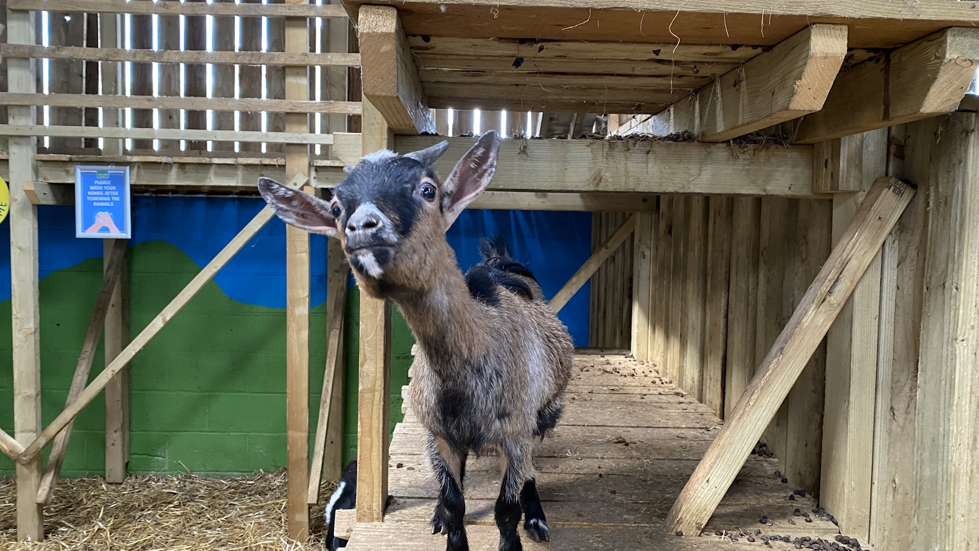 Monk Park Farm - Inquisitive Goat
